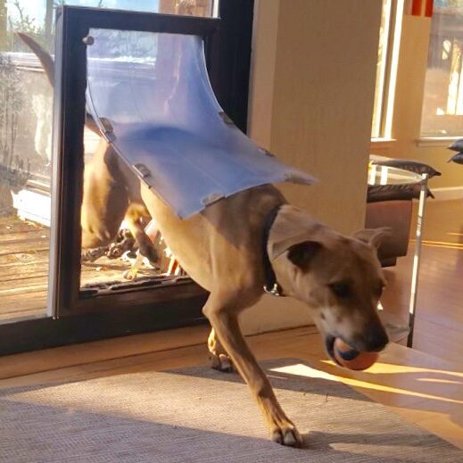A dog is running through the mirror